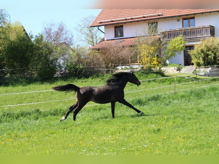 Arabo Shagya Castrone 2 Anni Baio in Tiefenbach
