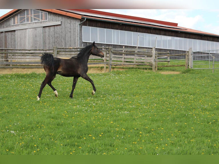 Arabo Shagya Castrone 2 Anni Baio in Tiefenbach