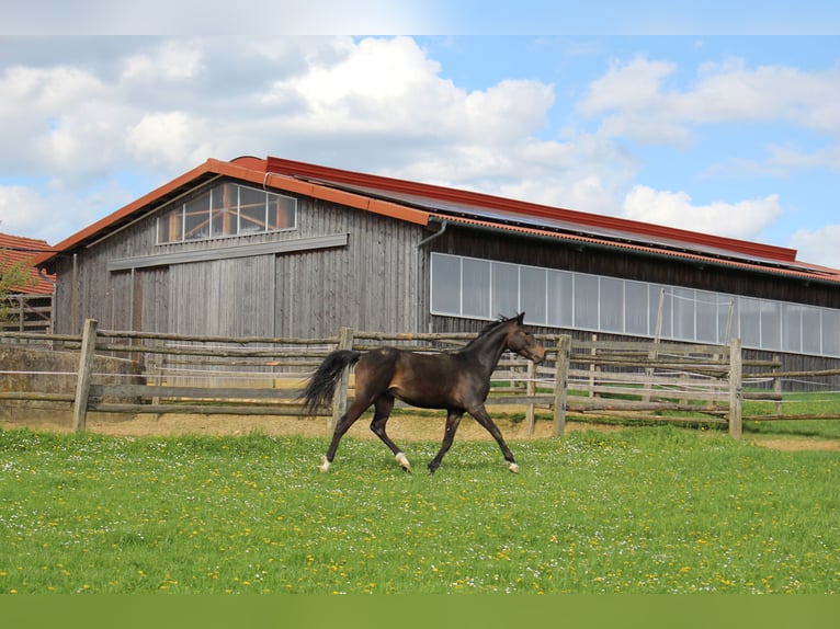 Arabo Shagya Castrone 2 Anni Baio in Tiefenbach
