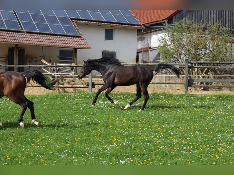 Arabo Shagya Castrone 2 Anni Baio in Tiefenbach