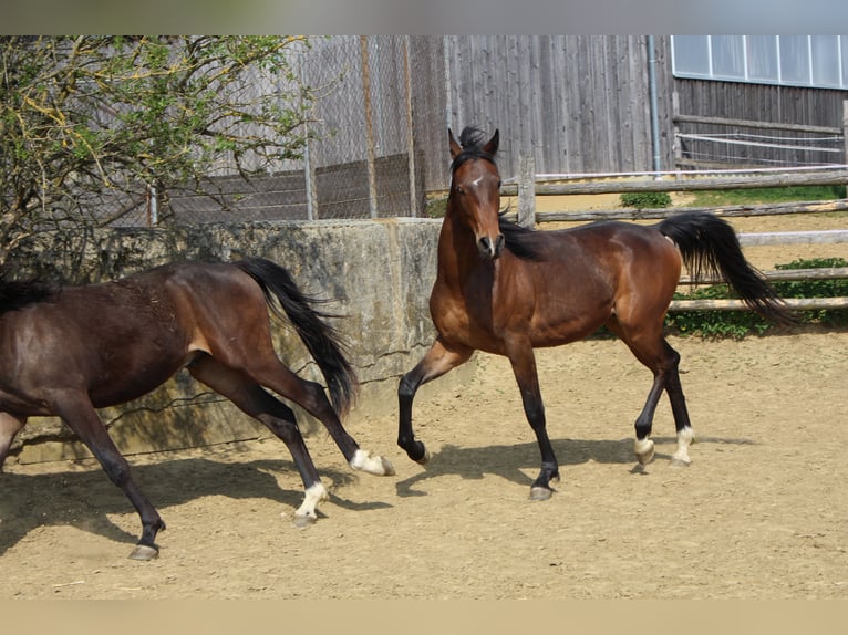 Arabo Shagya Castrone 2 Anni Baio in Tiefenbach