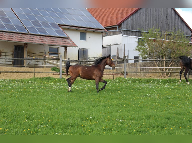 Arabo Shagya Castrone 2 Anni Baio in Tiefenbach