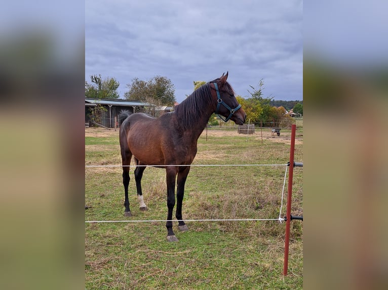 Arabo Shagya Castrone 3 Anni 157 cm Baio in Schönwalde-Glien OT Wansdorf