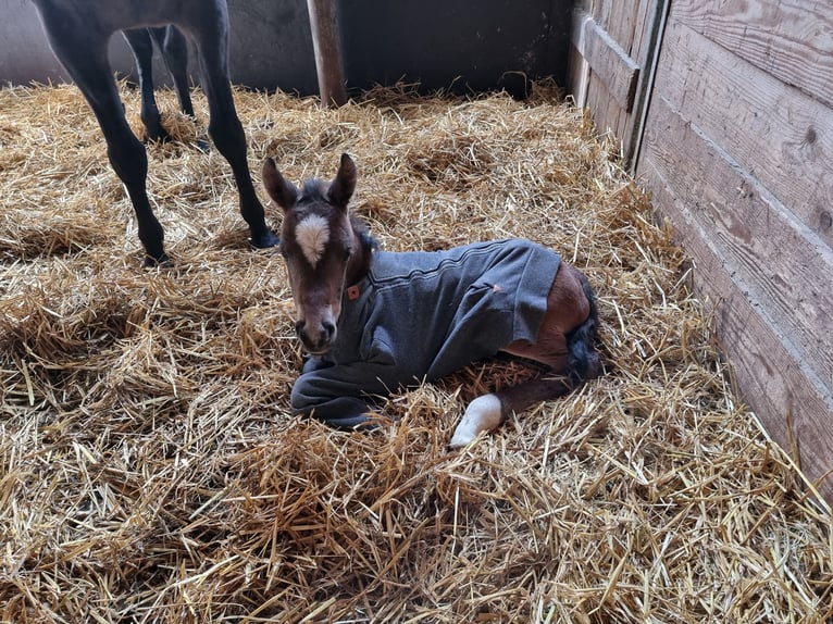 Arabo Shagya Castrone 3 Anni 157 cm Baio in Schönwalde-Glien OT Wansdorf