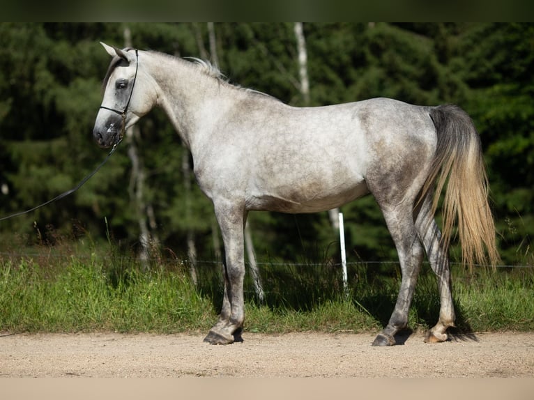 Arabo Shagya Castrone 3 Anni 160 cm Grigio in Komárov