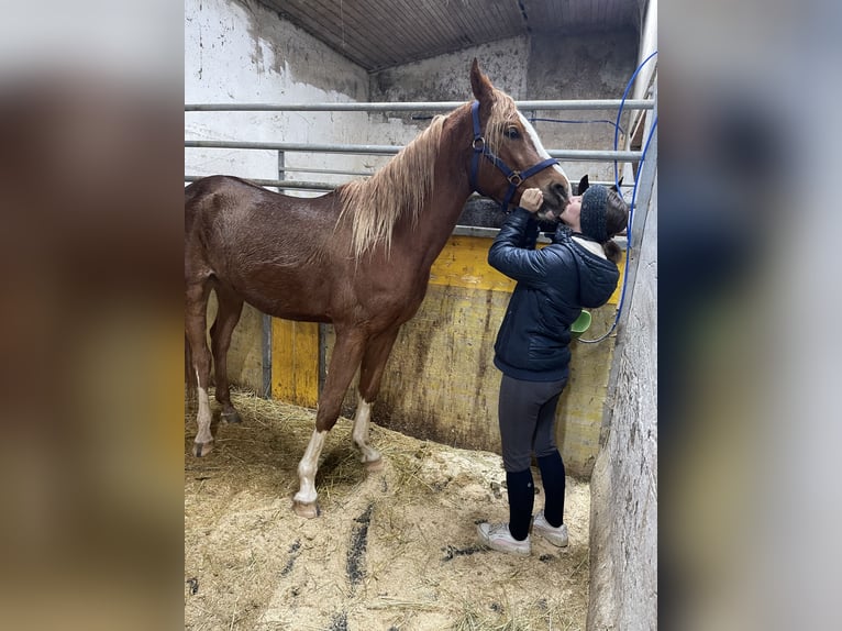 Arabo Shagya Castrone 4 Anni 152 cm Sauro in Pettenbach