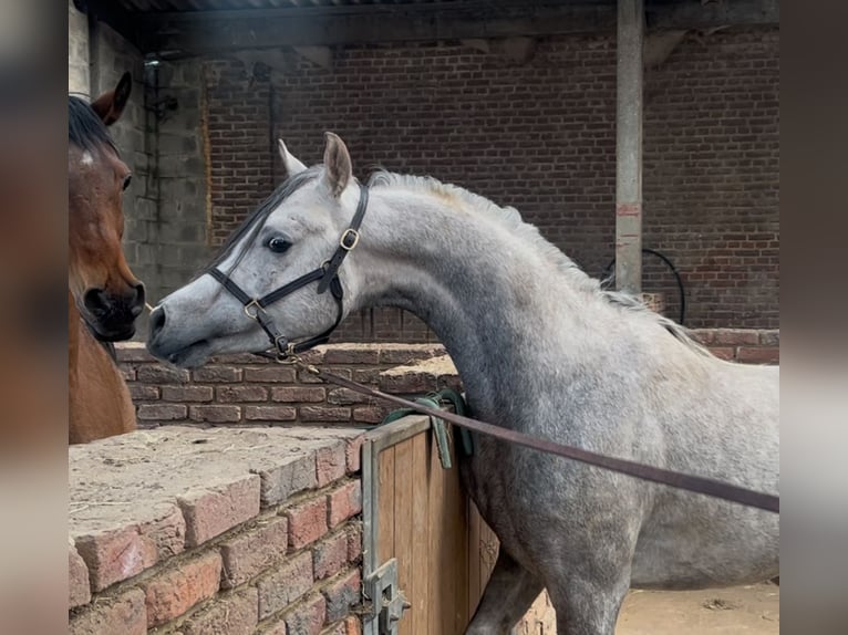 Arabo Shagya Castrone 4 Anni 154 cm Grigio in Chimay