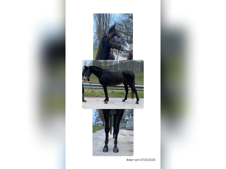 Arabo Shagya Mix Castrone 4 Anni 157 cm Grigio in Rotenburg an der Fulda