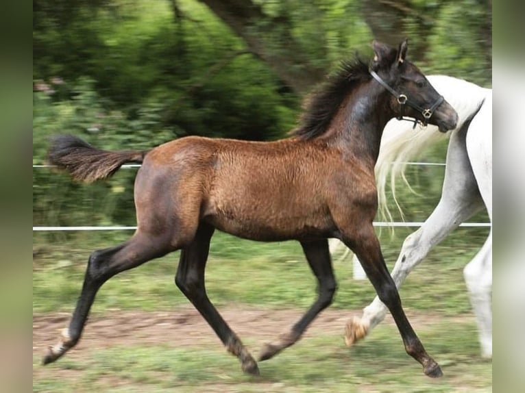 Arabo Shagya Mix Castrone 4 Anni 157 cm Grigio in Rotenburg an der Fulda