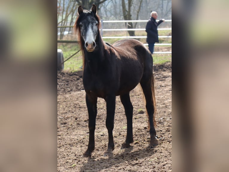 Arabo Shagya Mix Castrone 4 Anni 157 cm Grigio in Rotenburg an der Fulda