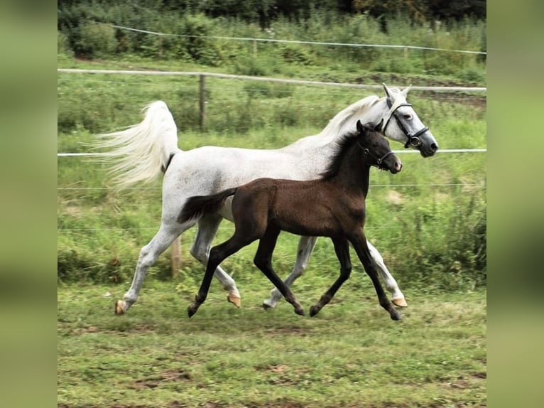 Arabo Shagya Mix Castrone 4 Anni 157 cm Grigio in Rotenburg an der Fulda