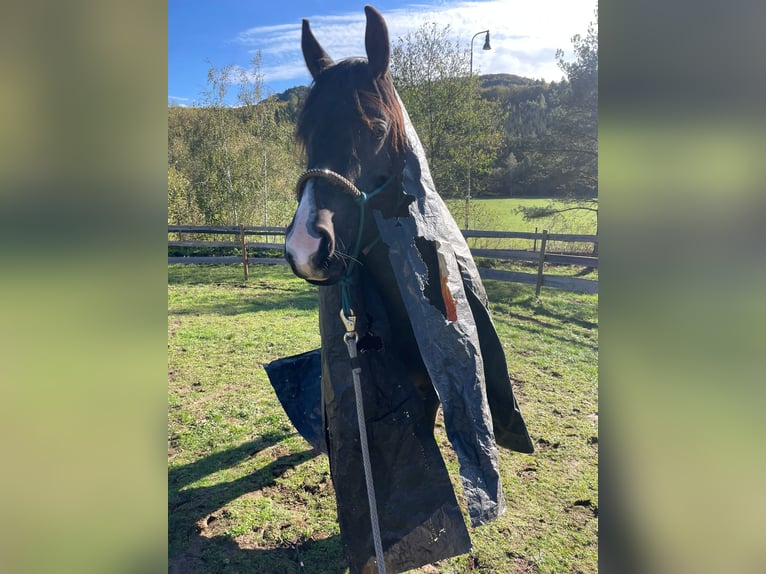 Arabo Shagya Castrone 4 Anni Morello in Kladruby