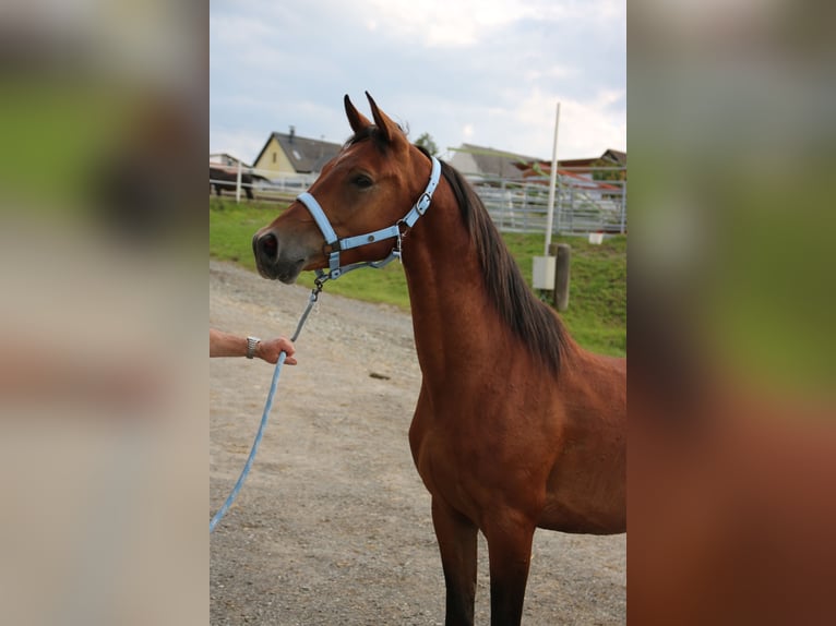 Arabo Shagya Castrone 5 Anni 151 cm Baio in Neuhaus in der Wart