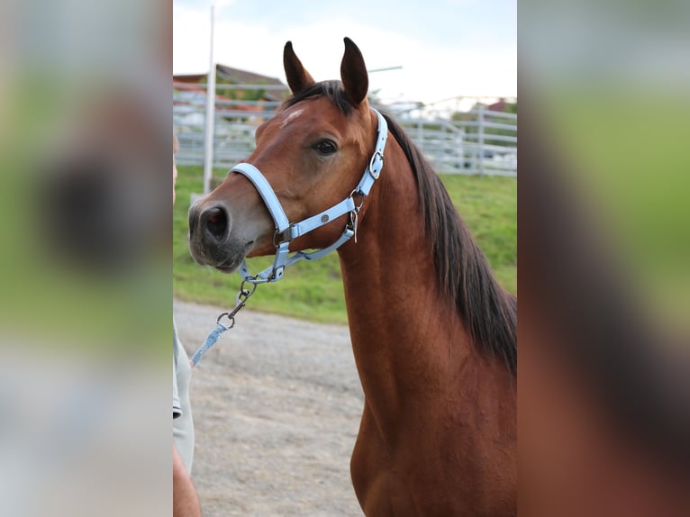 Arabo Shagya Castrone 5 Anni 151 cm Baio in Neuhaus in der Wart