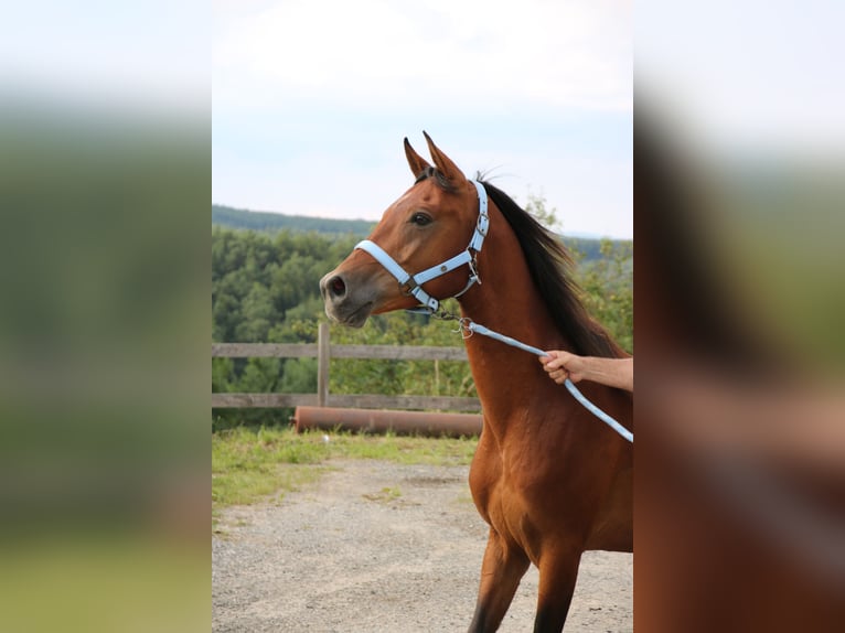 Arabo Shagya Castrone 5 Anni 151 cm Baio in Neuhaus in der Wart