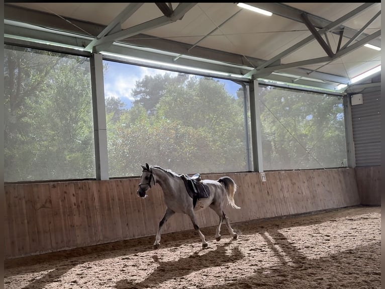 Arabo Shagya Castrone 5 Anni 157 cm Grigio in Le&#x15B;ni&#xF3;w Wielki
