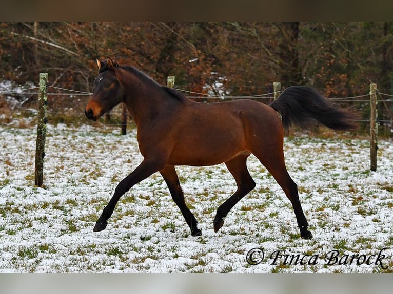 Arabo Shagya Castrone 6 Anni 150 cm Baio in Wiebelsheim