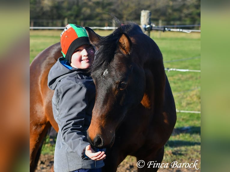 Arabo Shagya Castrone 6 Anni 150 cm Baio in Wiebelsheim