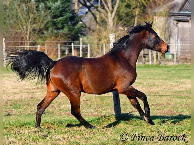 Arabo Shagya Castrone 6 Anni 150 cm Baio in Wiebelsheim