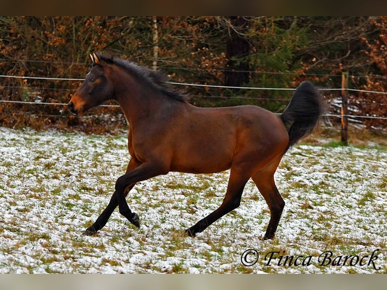 Arabo Shagya Castrone 6 Anni 150 cm Baio in Wiebelsheim