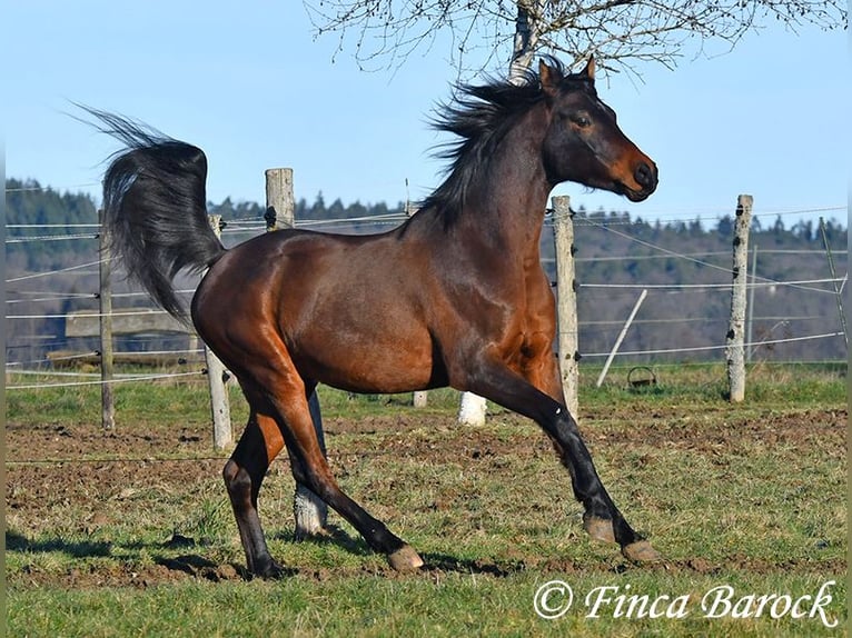 Arabo Shagya Castrone 6 Anni 150 cm Baio in Wiebelsheim