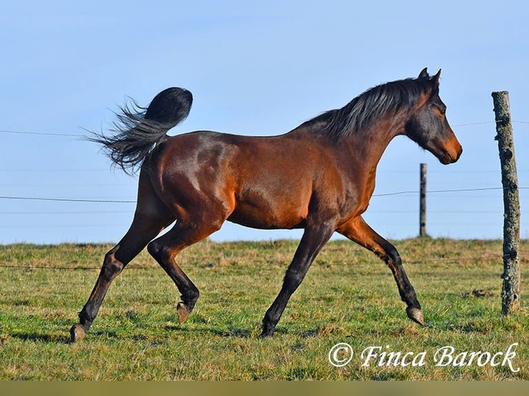 Arabo Shagya Castrone 6 Anni 150 cm Baio in Wiebelsheim