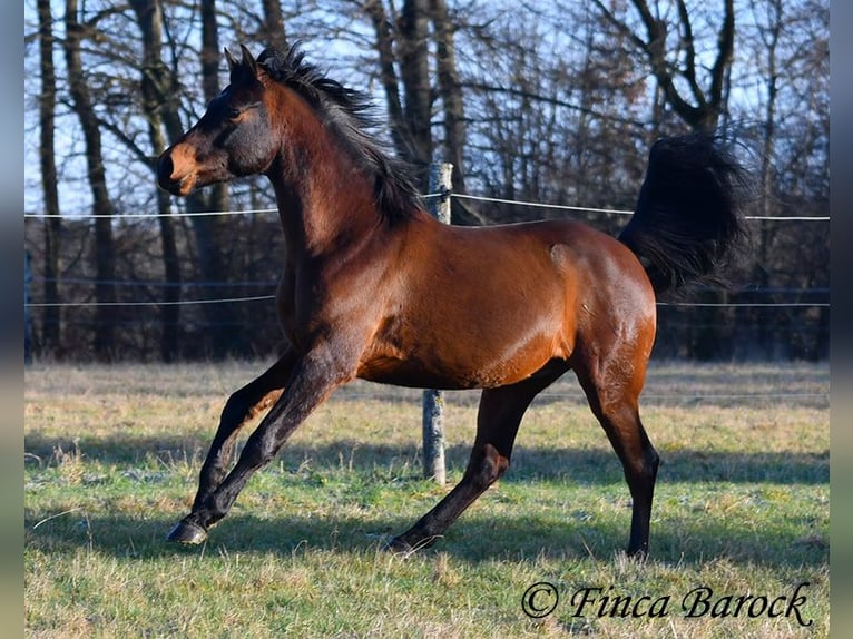 Arabo Shagya Castrone 6 Anni 150 cm Baio in Wiebelsheim