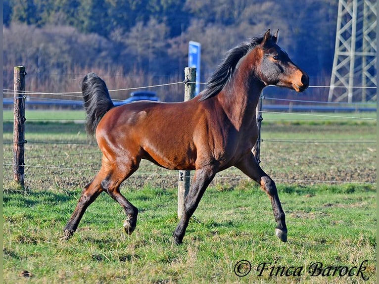 Arabo Shagya Castrone 6 Anni 150 cm Baio in Wiebelsheim