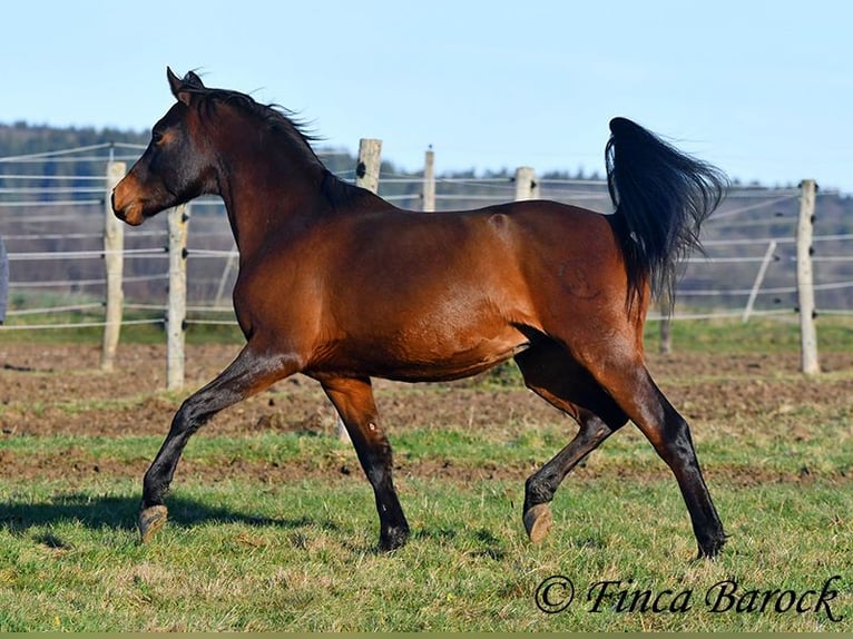 Arabo Shagya Castrone 6 Anni 150 cm Baio in Wiebelsheim