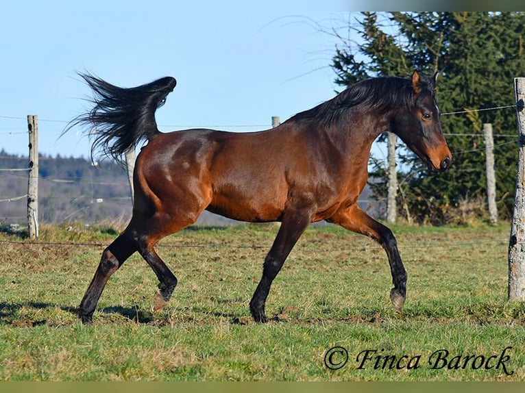 Arabo Shagya Castrone 6 Anni 150 cm Baio in Wiebelsheim