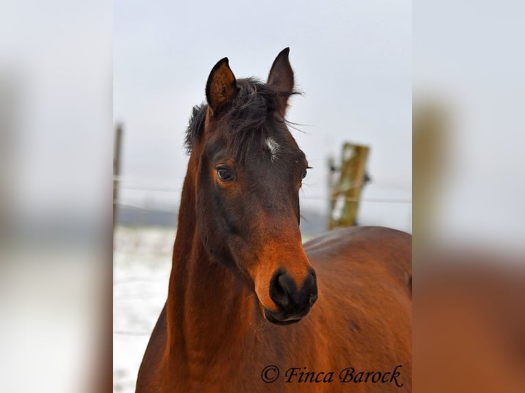 Arabo Shagya Castrone 6 Anni 150 cm Baio in Wiebelsheim