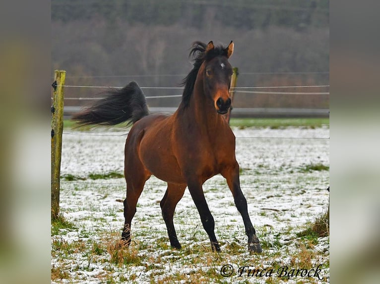 Arabo Shagya Castrone 6 Anni 150 cm Baio in Wiebelsheim