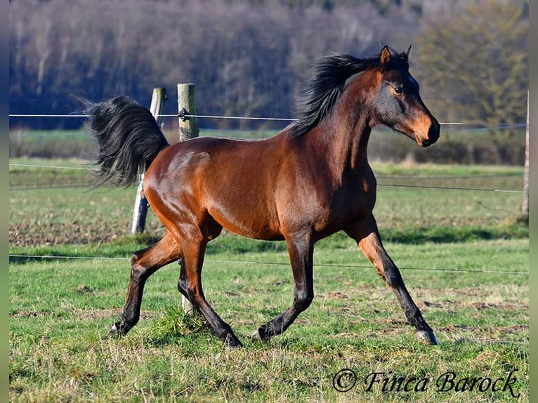 Arabo Shagya Castrone 6 Anni 150 cm Baio in Wiebelsheim