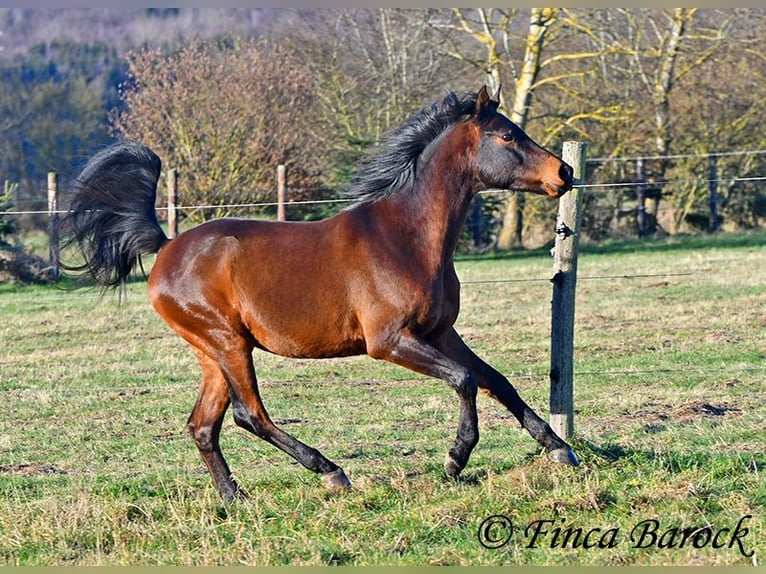 Arabo Shagya Castrone 6 Anni 150 cm Baio in Wiebelsheim