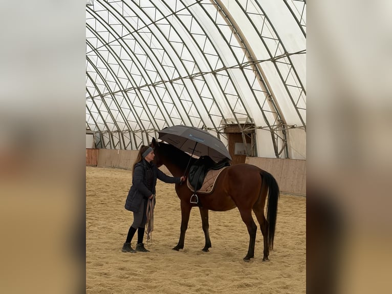 Arabo Shagya Castrone 6 Anni 153 cm Baio in Neuhaus in der Wart