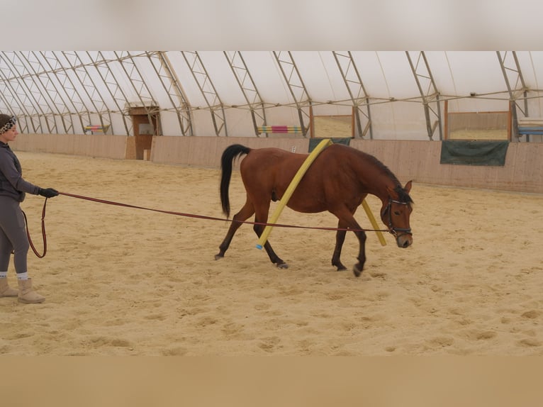 Arabo Shagya Castrone 6 Anni 153 cm Baio in Neuhaus in der Wart