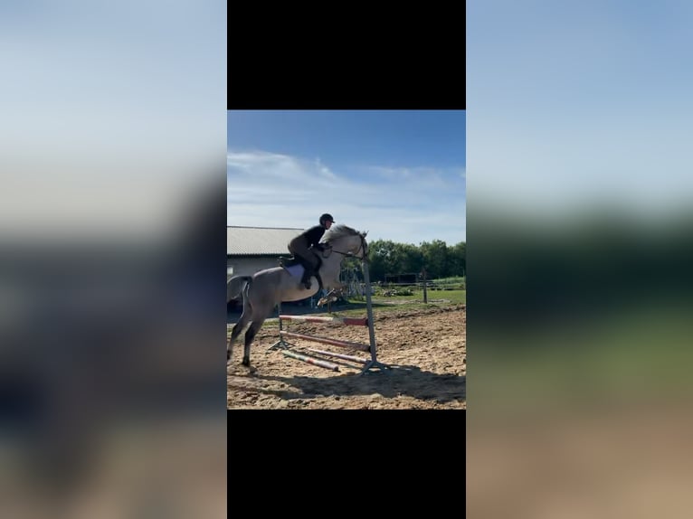 Arabo Shagya Castrone 6 Anni 160 cm Grigio in Jarszewo