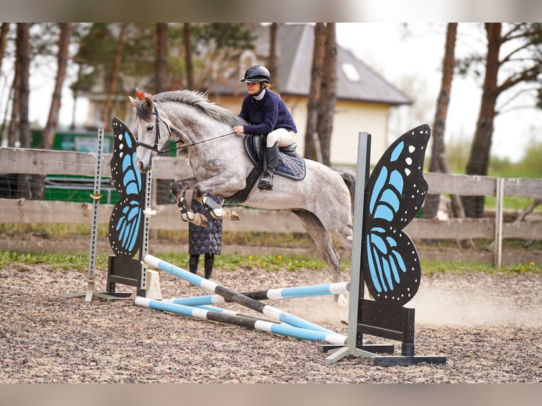 Arabo Shagya Castrone 6 Anni 160 cm Grigio in Jarszewo