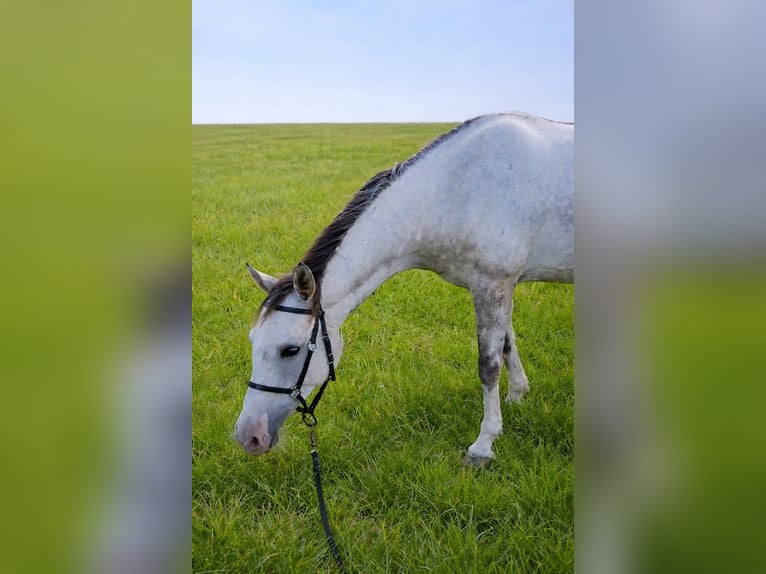 Arabo Shagya Mix Castrone 6 Anni 162 cm Grigio rossastro in Sant Joan De Palamos