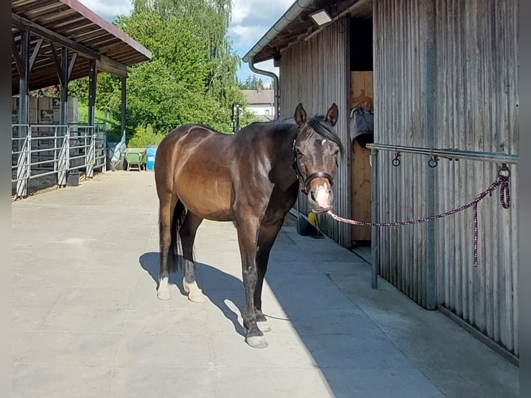 Arabo Shagya Castrone 7 Anni 150 cm Baio in Oberbergkirchen