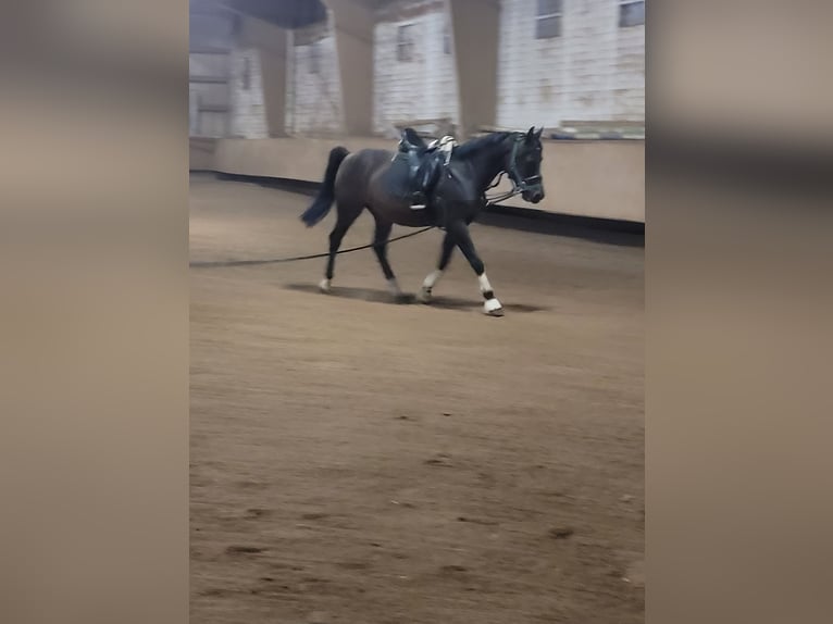 Arabo Shagya Castrone 7 Anni 156 cm Baio scuro in Öhringen