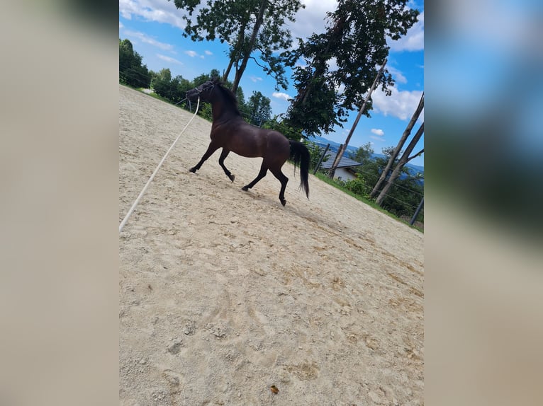 Arabo Shagya Castrone 9 Anni Morello in Dechantskirchen