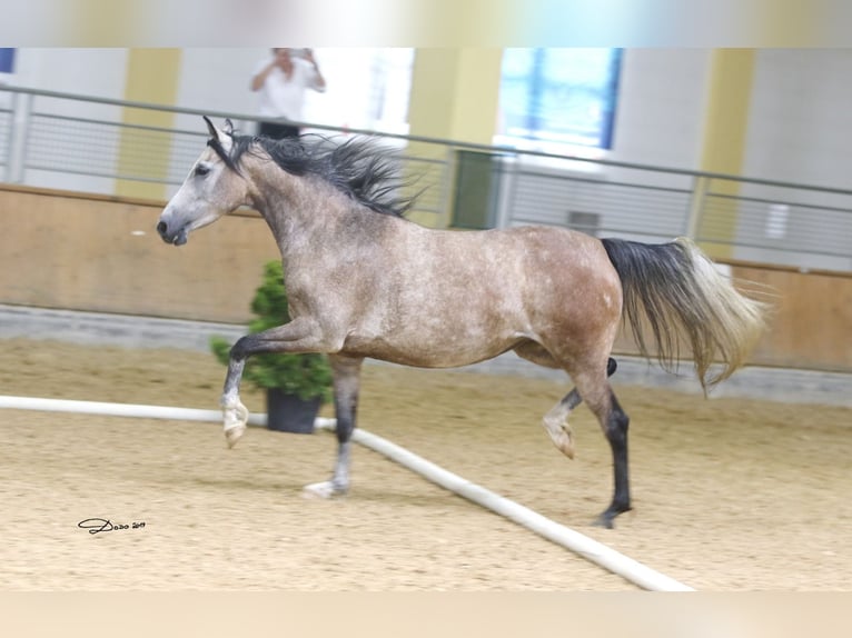 Arabo Shagya Giumenta 12 Anni 153 cm Grigio trotinato in Brennberg