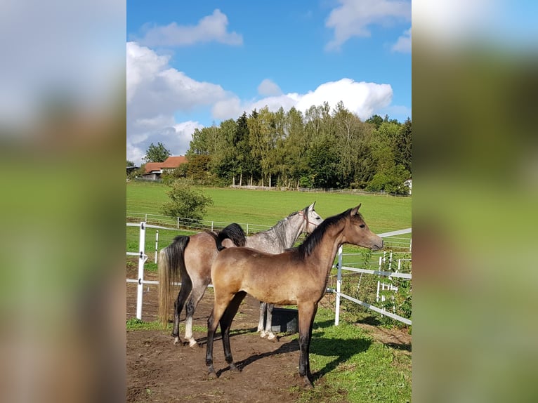 Arabo Shagya Giumenta 12 Anni 153 cm Grigio trotinato in Brennberg