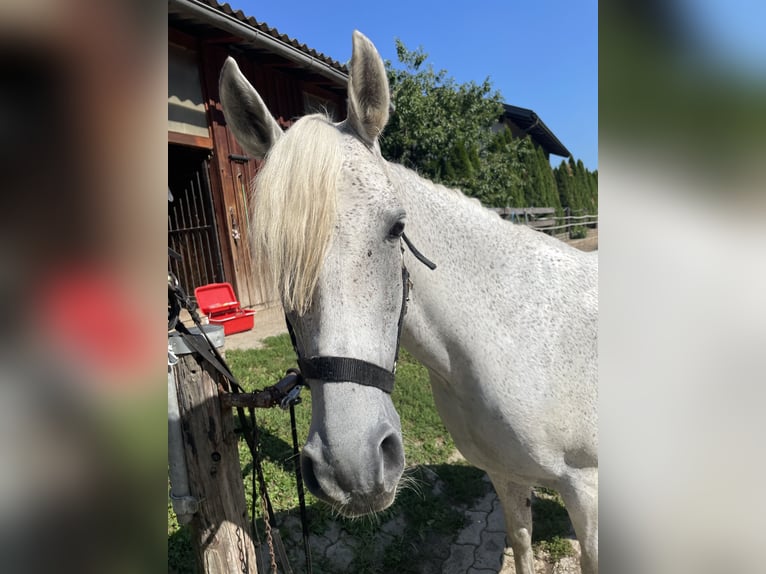 Arabo Shagya Mix Giumenta 14 Anni 149 cm Grigio in Kleinsöding
