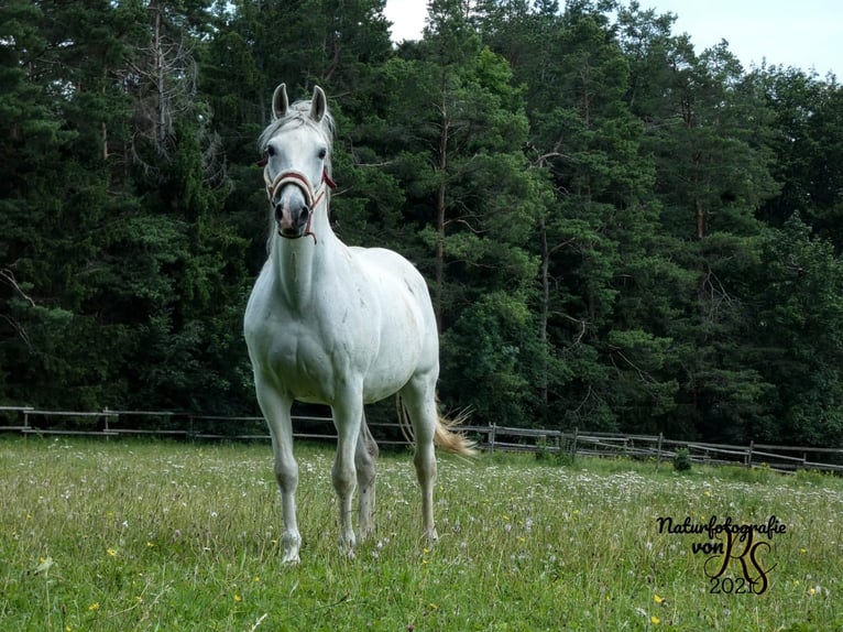 Arabo Shagya Giumenta 14 Anni 155 cm Grigio in Winterlingen