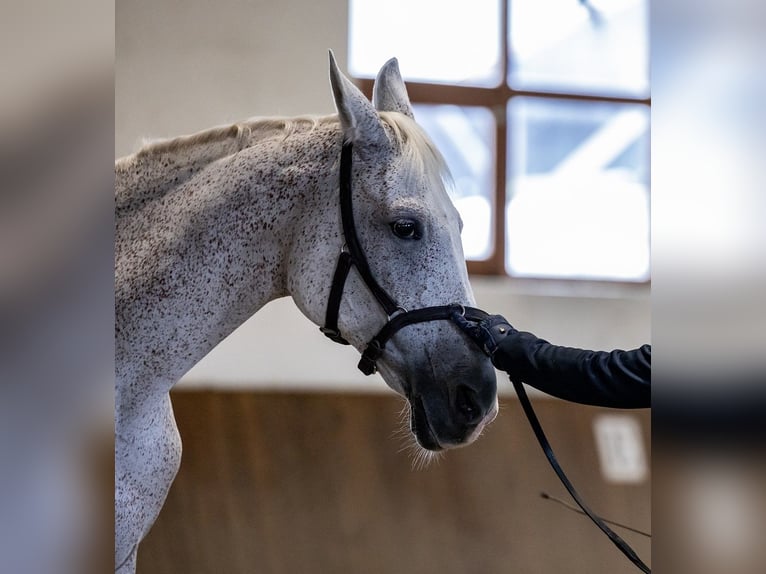 Arabo Shagya Giumenta 14 Anni 155 cm Grigio trotinato in Győr