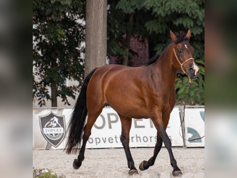 Arabo Shagya Giumenta 15 Anni 158 cm Baio in Plzen