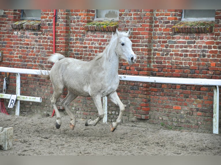 Arabo Shagya Giumenta 16 Anni 155 cm Grigio in Lieu saint amand