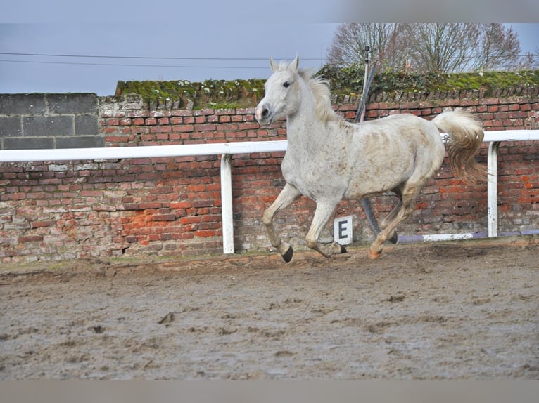 Arabo Shagya Giumenta 16 Anni 155 cm Grigio in Lieu saint amand